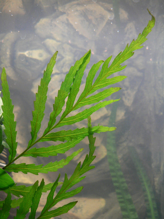 Bolbitis Heudeloti (Bare Root) (representative photo)