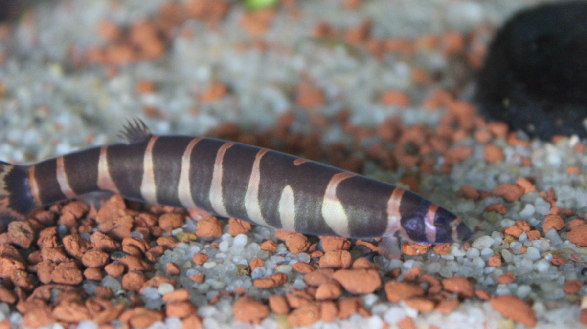 Kuhlii Loach (representative photo)