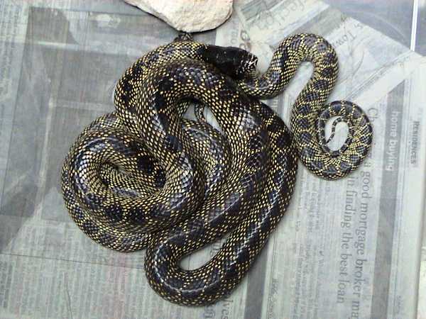 Kingsnake Desert - Small (representative photo)