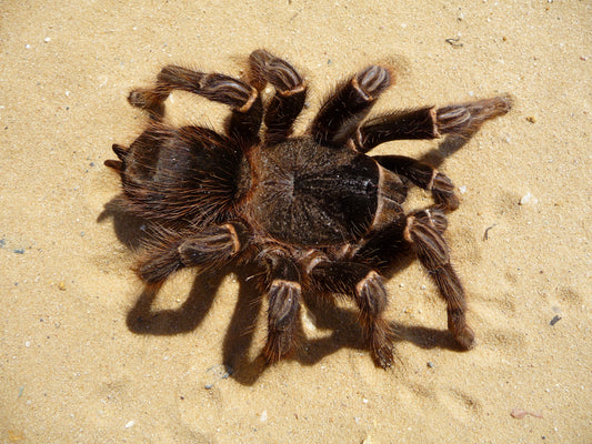 Salmon Pink Birdeater Tarantula - Lasiodora parahybana - 1.5" (representative photo)
