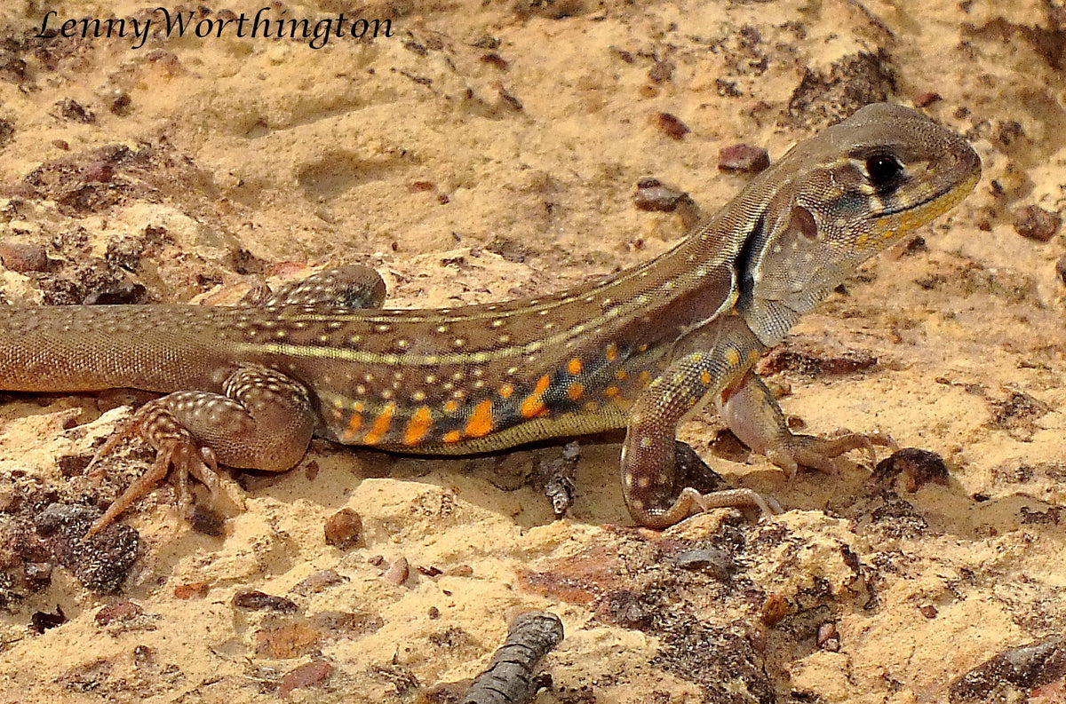 Butterfly Agama (representative photo)