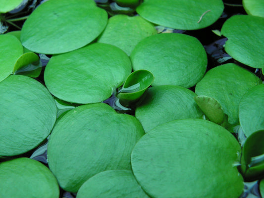 Amazon Frogbit (Portion) (representative photo)