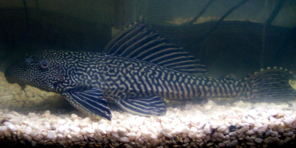 Common Pleco 3 Inch (representative photo)