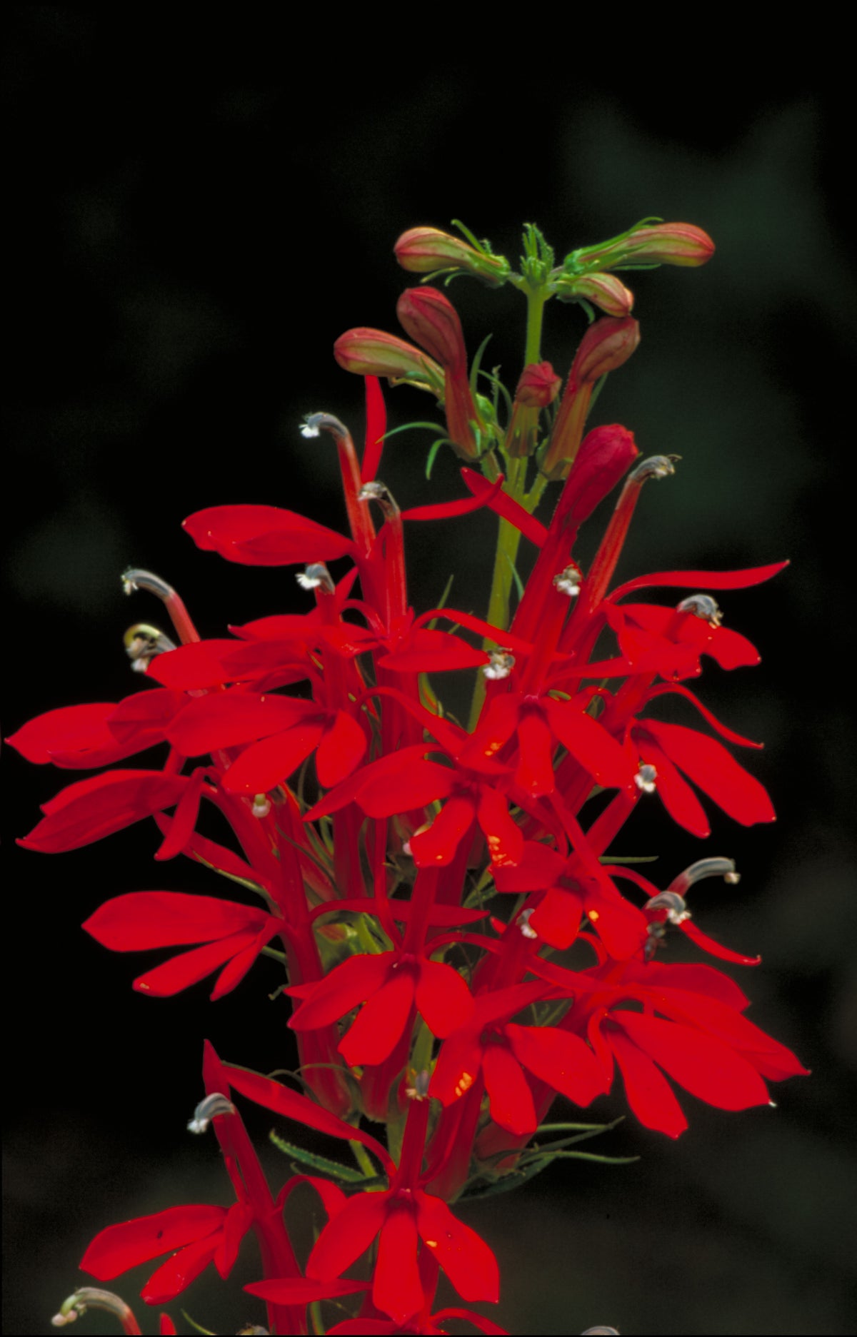 Cardinal (Potted) (representative photo)