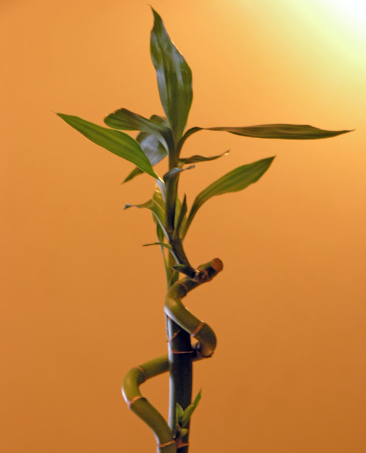 Bamboo Straight (Bare Root) (representative photo)