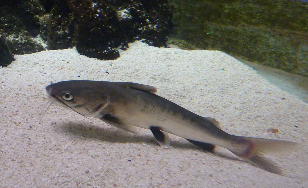 Silver Shark Catfish (representative photo)