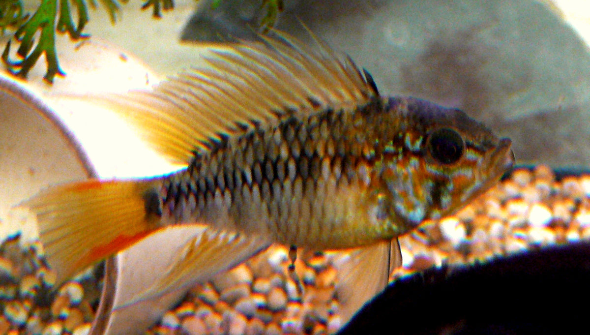 Macmasteri Apistogramma (representative photo)