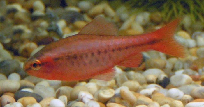 Cherry Barb (representative photo)