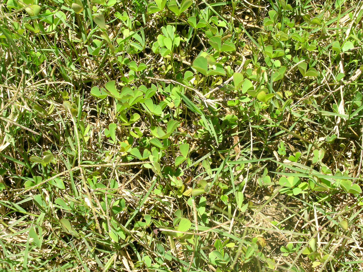 Four Leaf Clover Dwarf (Potted) (representative photo)