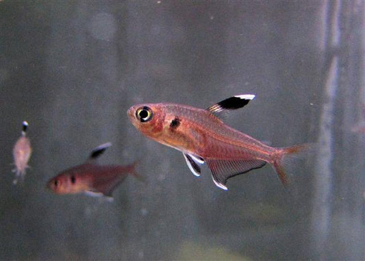 Hyphessobrycon Copelandi Tetra (representative photo)