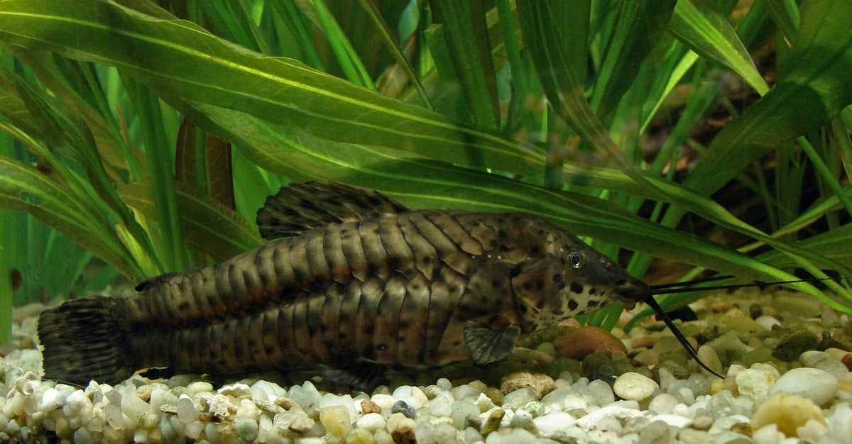 Hoplo Catfish (representative photo)