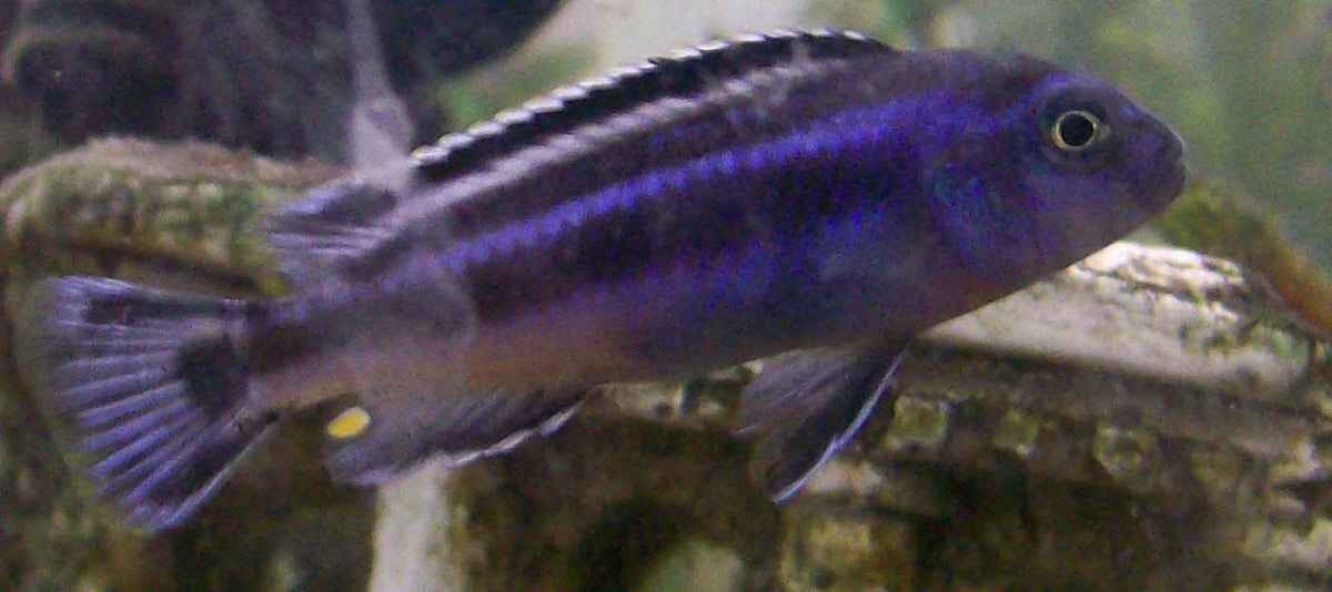 Johanni Electric Blue African Cichlid (representative photo)