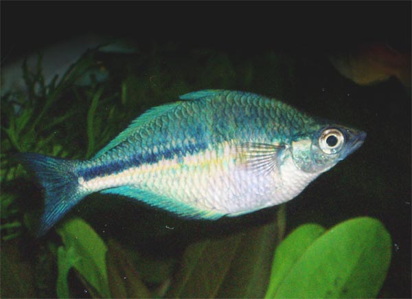 Turquoise Rainbowfish (representative photo)