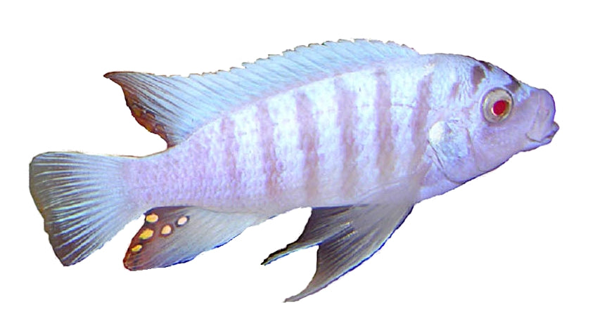 Pseudotropheus Zebra Blue African Cichlid (representative photo)