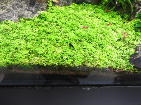 Monte Carlo (Potted) (representative photo)
