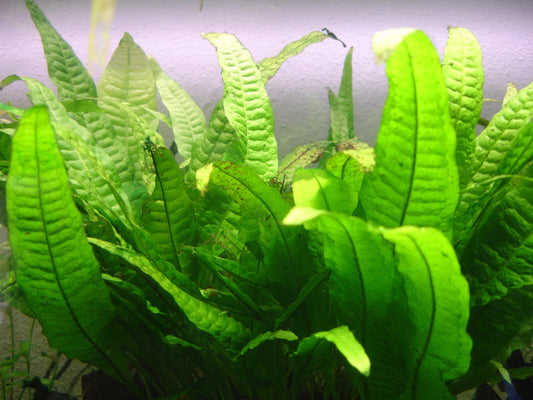 Java Fern (Bare Root) (representative photo)