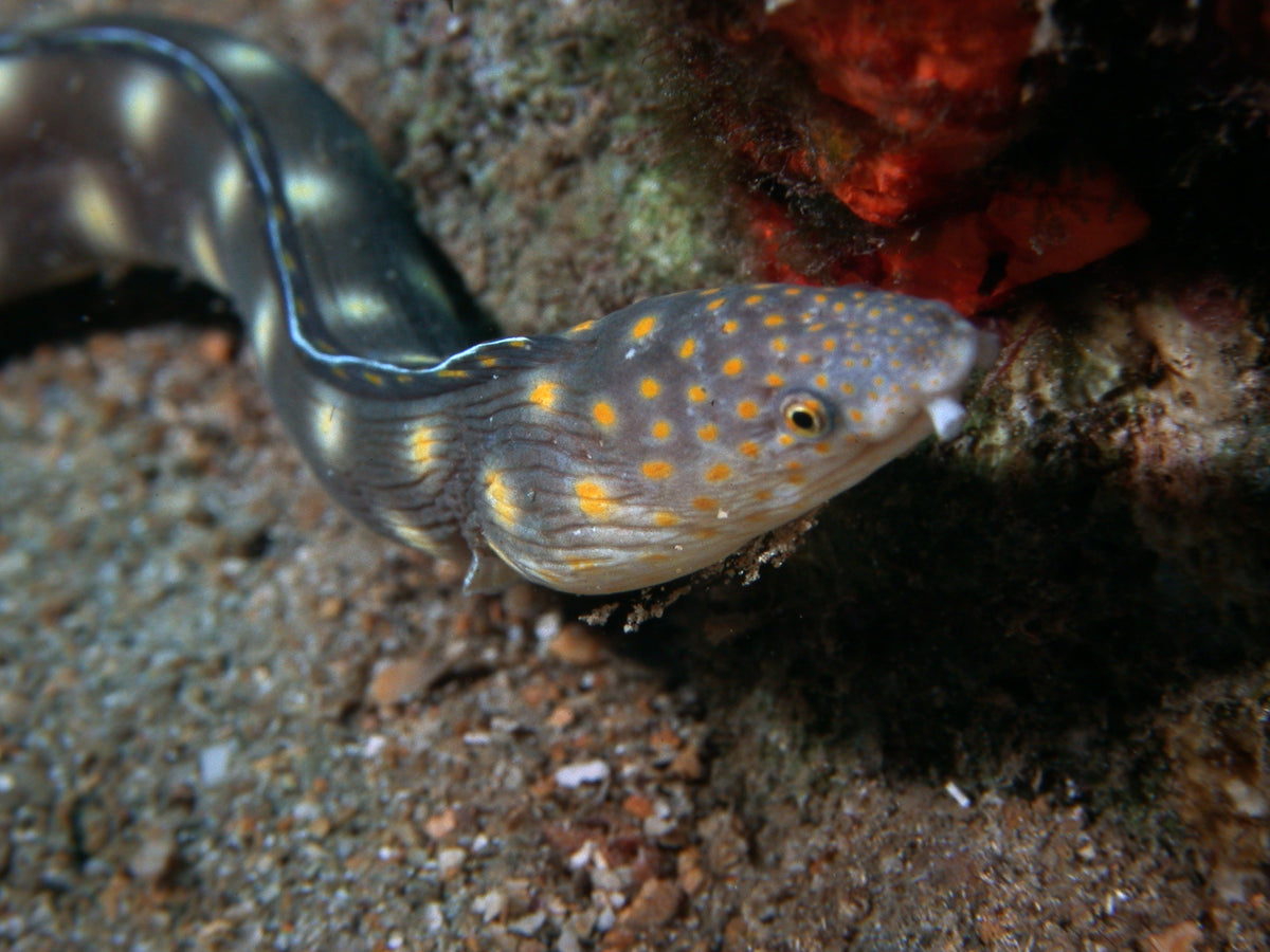 Sharptail Snake Eel