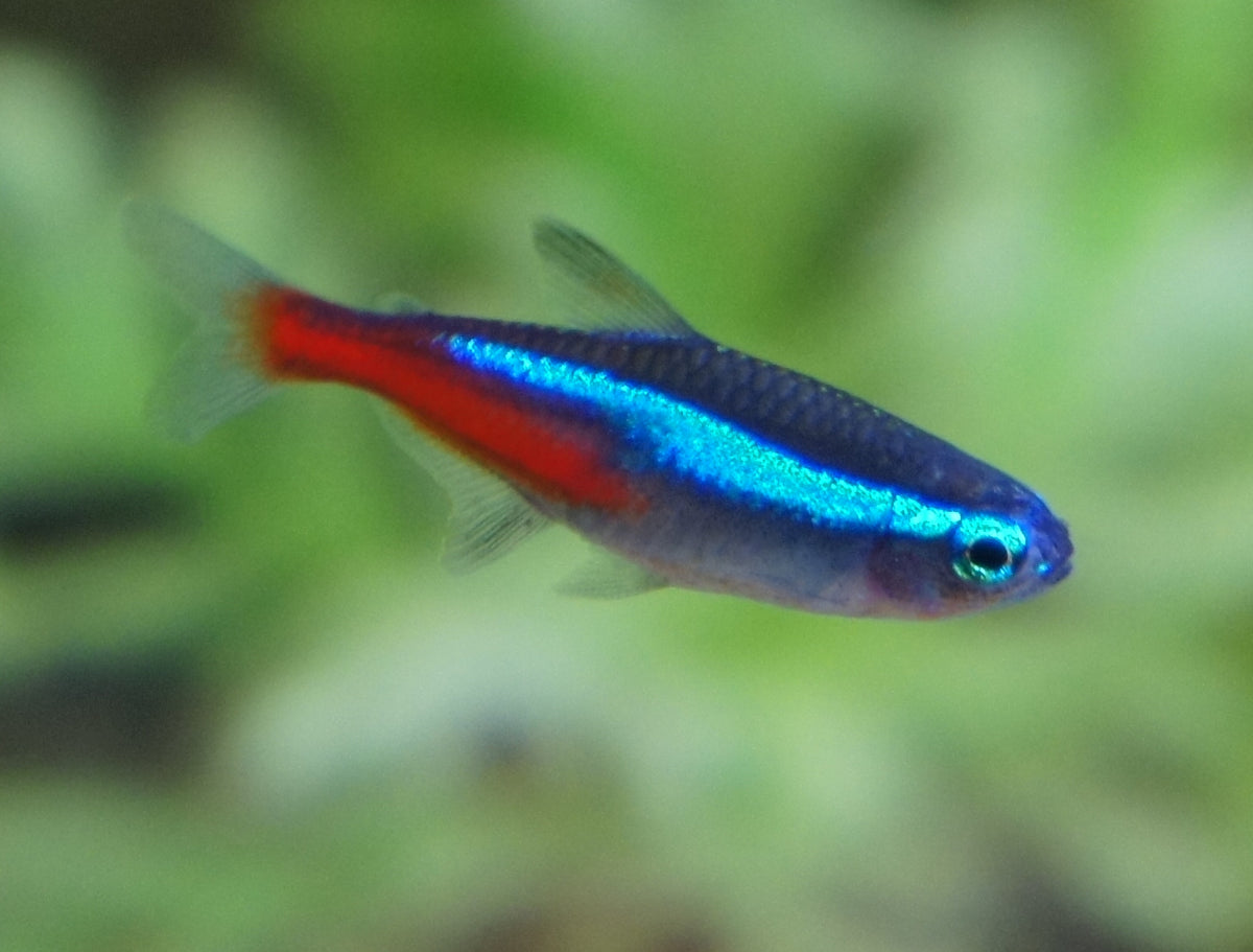 Neon Tetra (representative photo)
