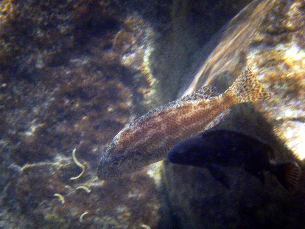 Nimbochromis Linni African Cichlid (representative photo)