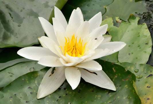 Hardy Lily White (Bare Root) (representative photo)