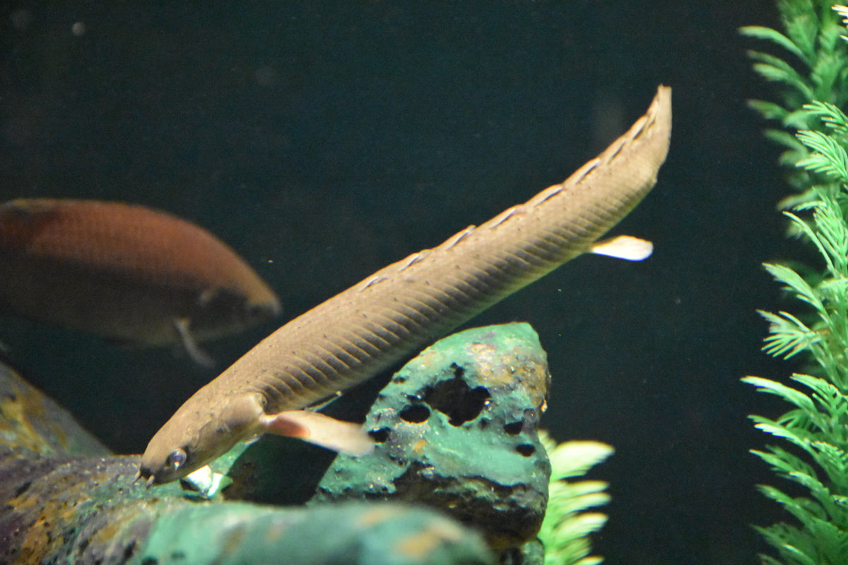 Ornatipinnis Polypterus (T/R) (representative photo)