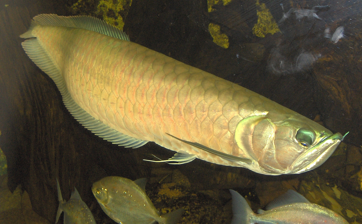 Silver Arowana (representative photo)