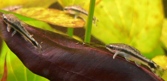 Otocinclus Catfish (representative photo)
