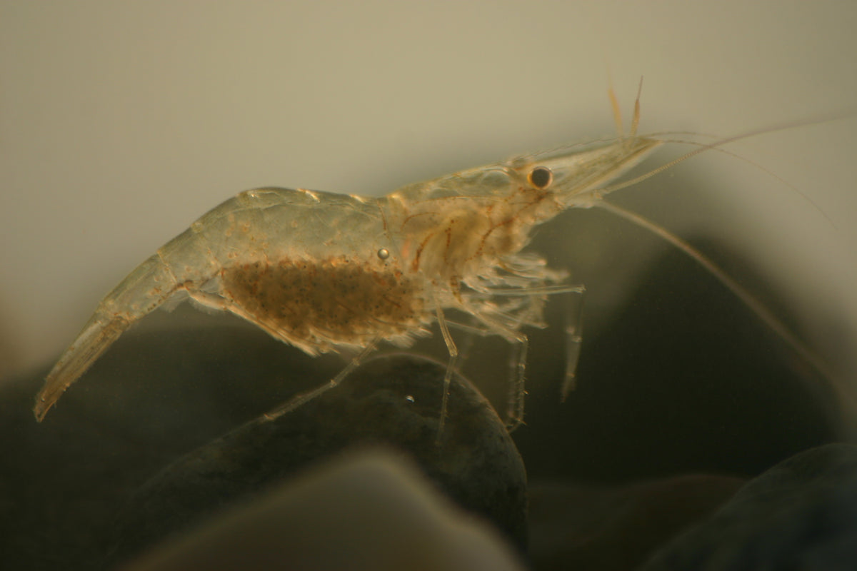 Ghost Shrimp (representative photo)
