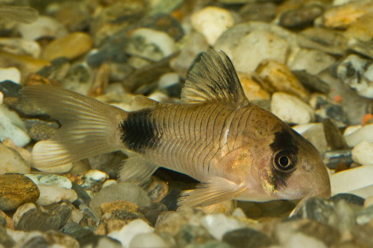Panda Corydoras (representative photo)