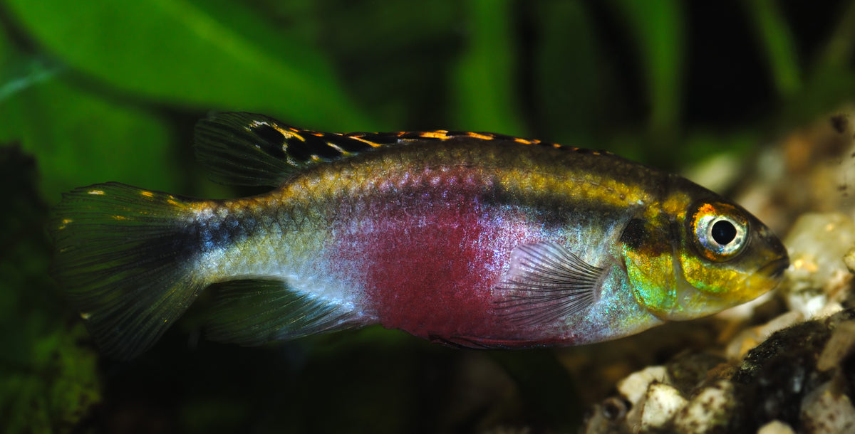 Kribensis Cichlid (representative photo)