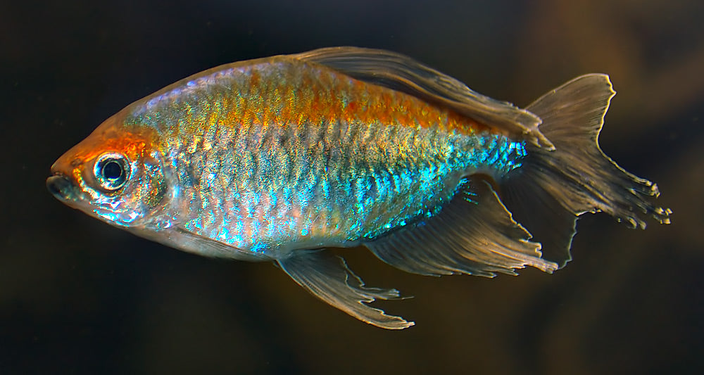 Congo Tetra (representative photo)