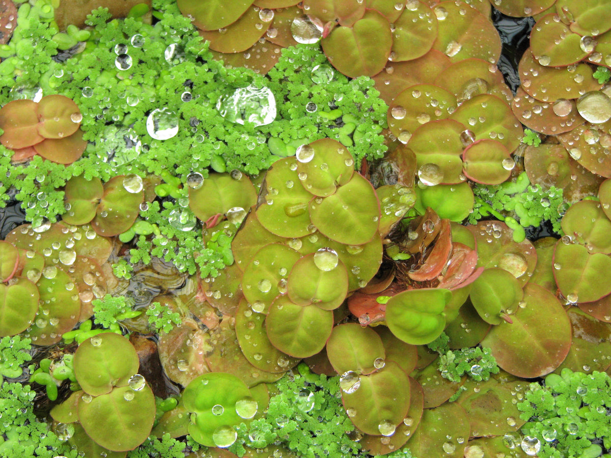 Red Root Floater (Portion) (representative photo)