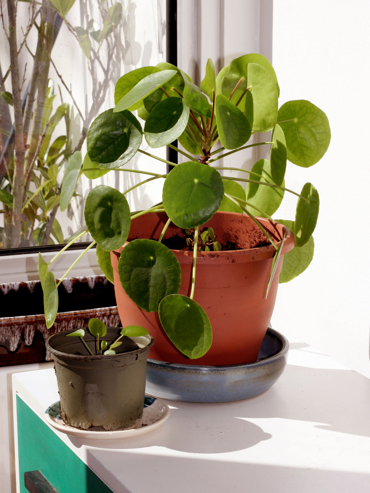 Pilea 'Chinese Money' 2" (Potted) (representative photo)