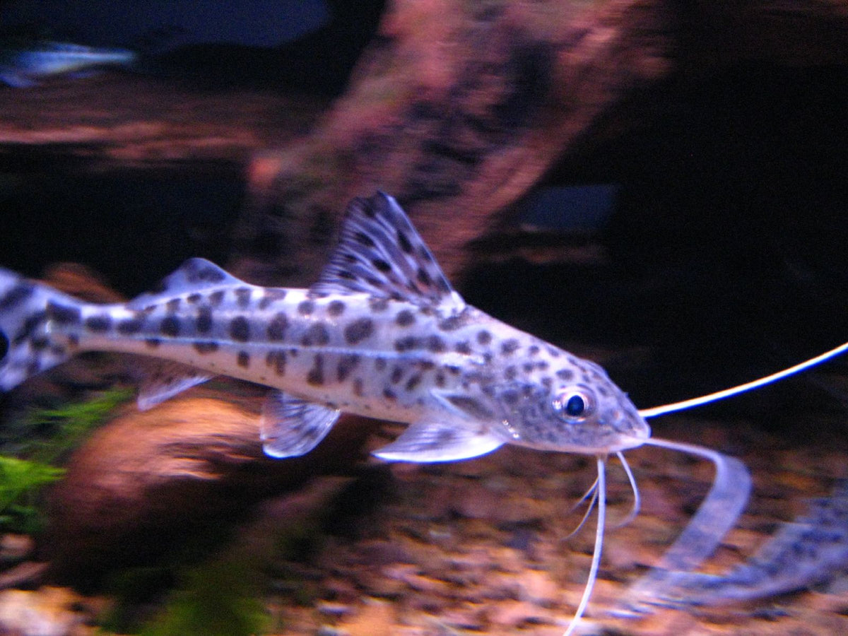 Pimelodella Pictus Catfish (representative photo)