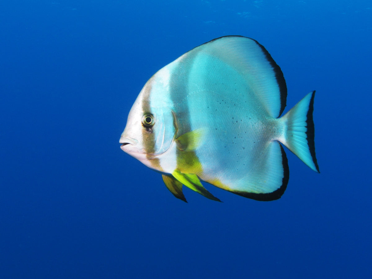 Orbicularis Batfish