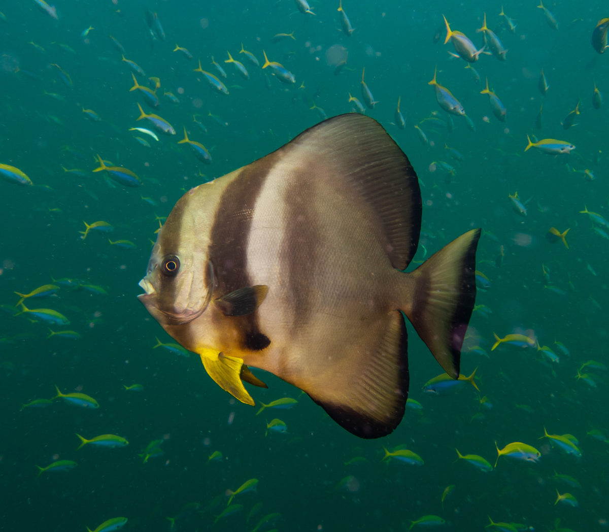 Teira Batfish