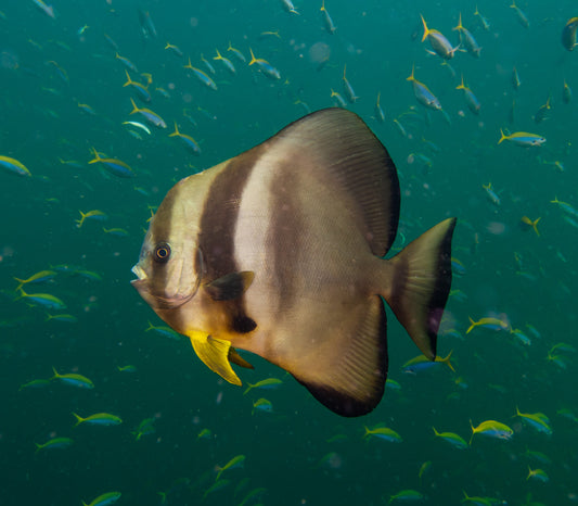 Teira Batfish
