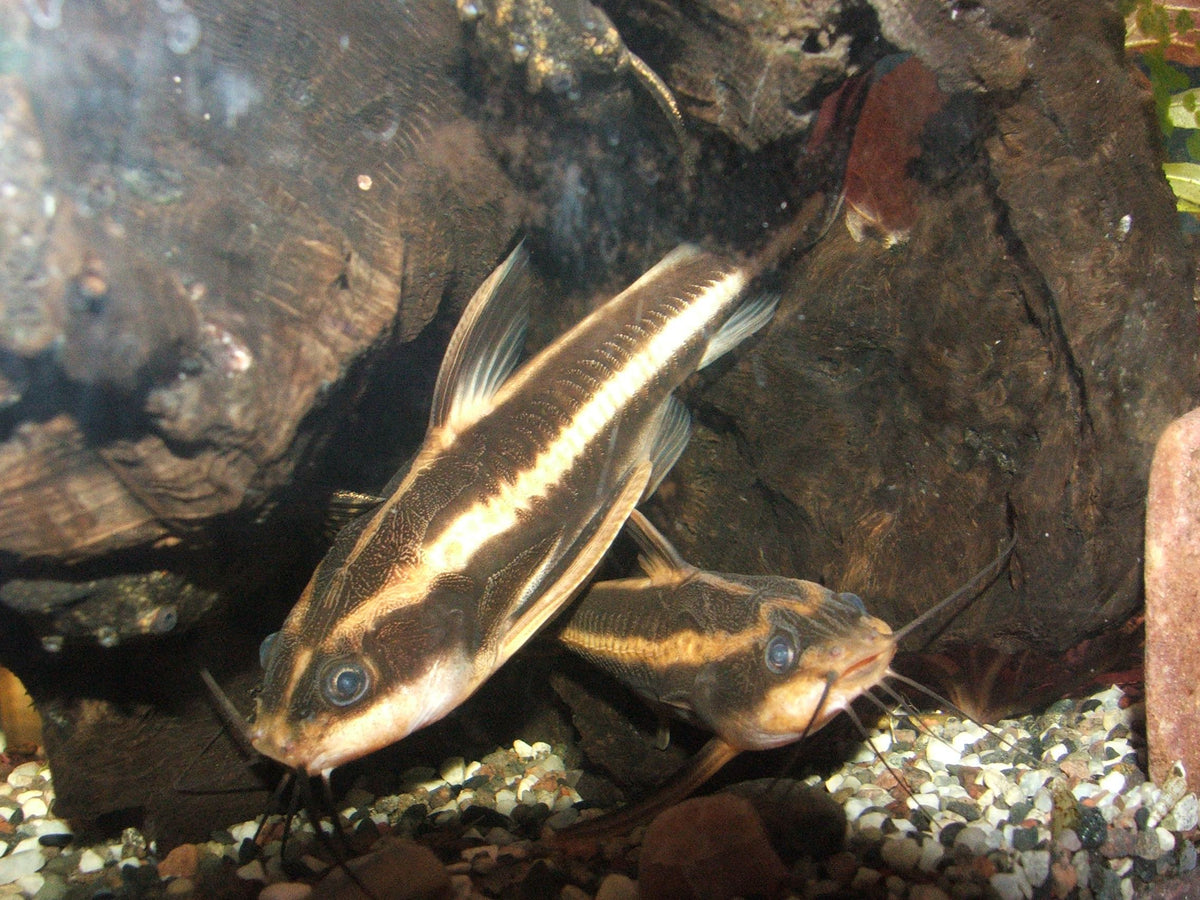 Raphael Striped Catfish (representative photo)