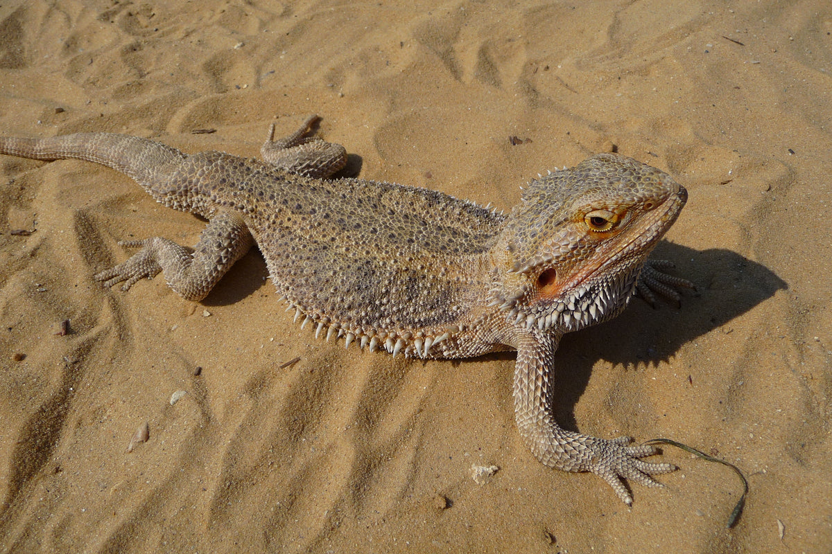 Bearded Dragon - Small (representative photo)
