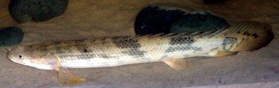 Endlicheri Polypterus (T/R) (representative photo)