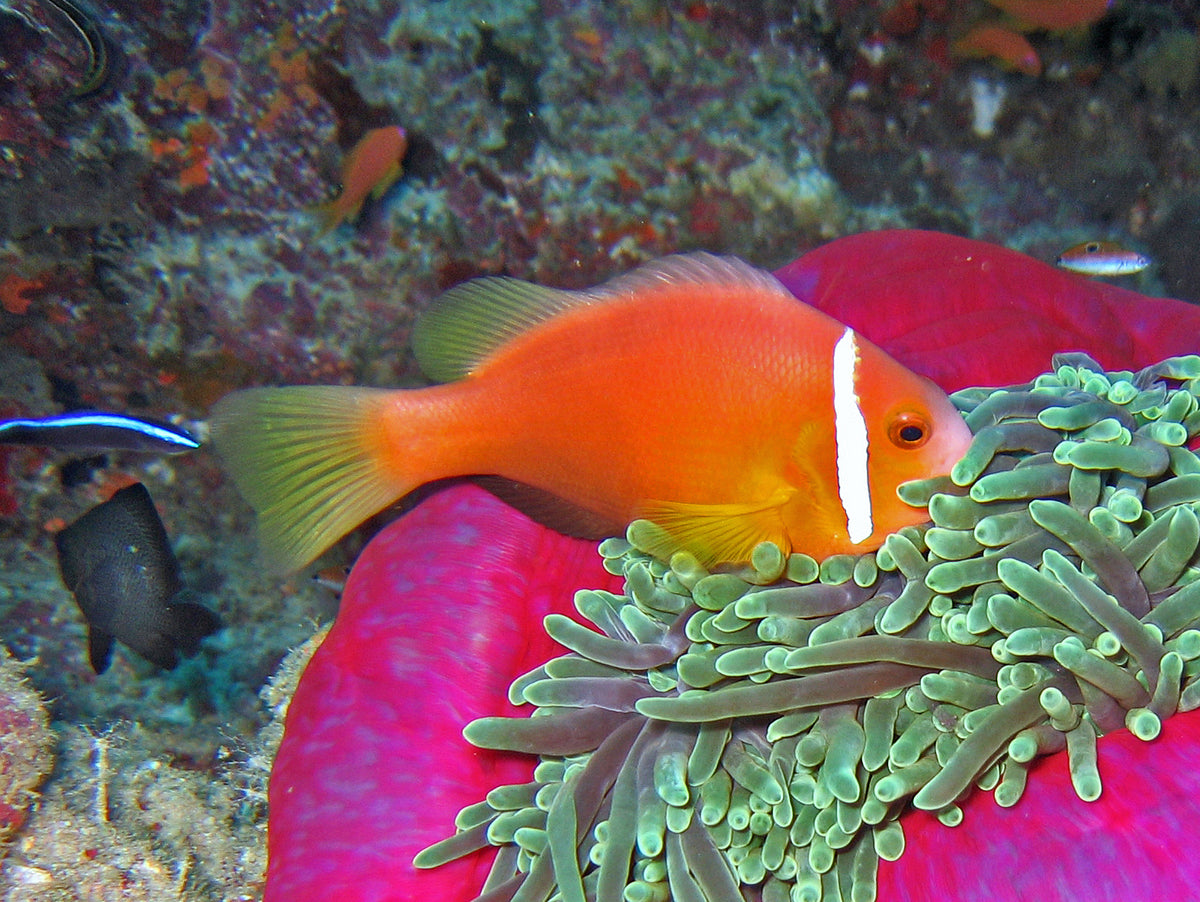 Maldives Clownfish