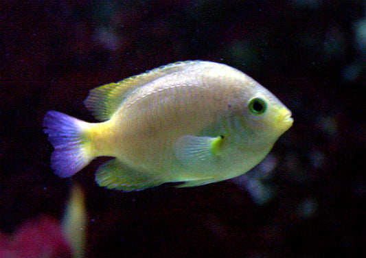 Lemon Damsel