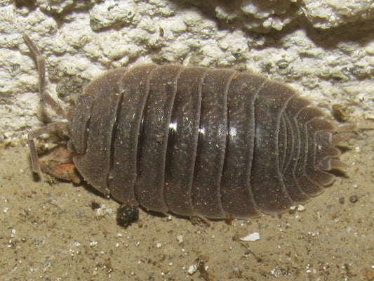 Isopods Giant Canyon Rust - Porcellio dilatatus - 10 Count (representative photo)