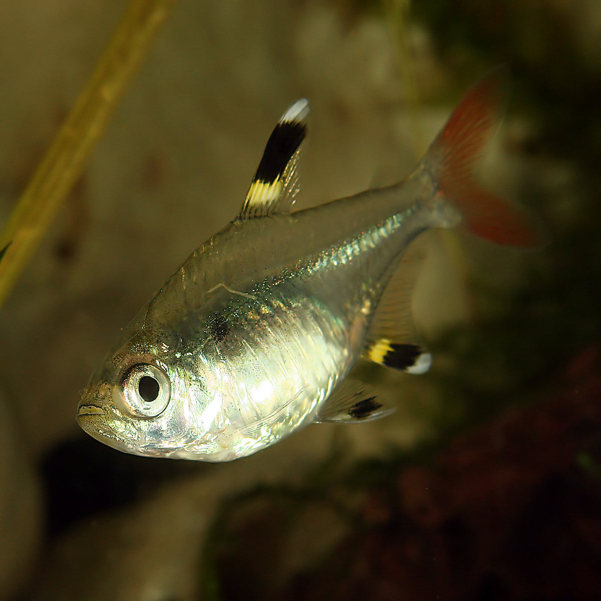 Xray Tetra (representative photo)