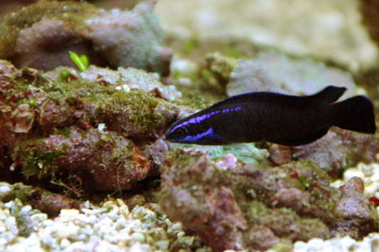 Springer's Dottyback (Aquacultured)