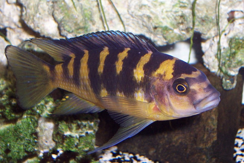 Pseudotropheus Bumblebee African Cichlid (representative photo)