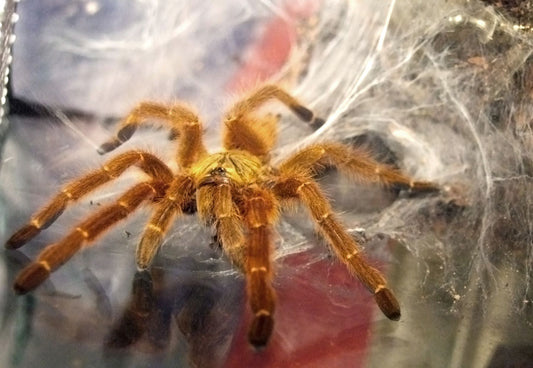 Kigoma Starburst Baboon Tarantula - Pterinochilus murinus 'Kigoma' - 1.0" (representative photo)