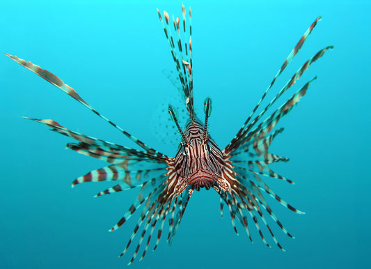 Volitan Red Lionfish