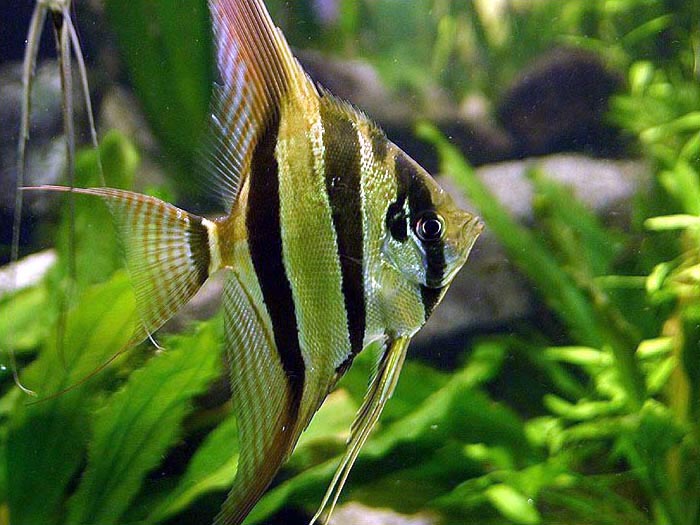 Altum Peruvian Angelfish (representative photo)