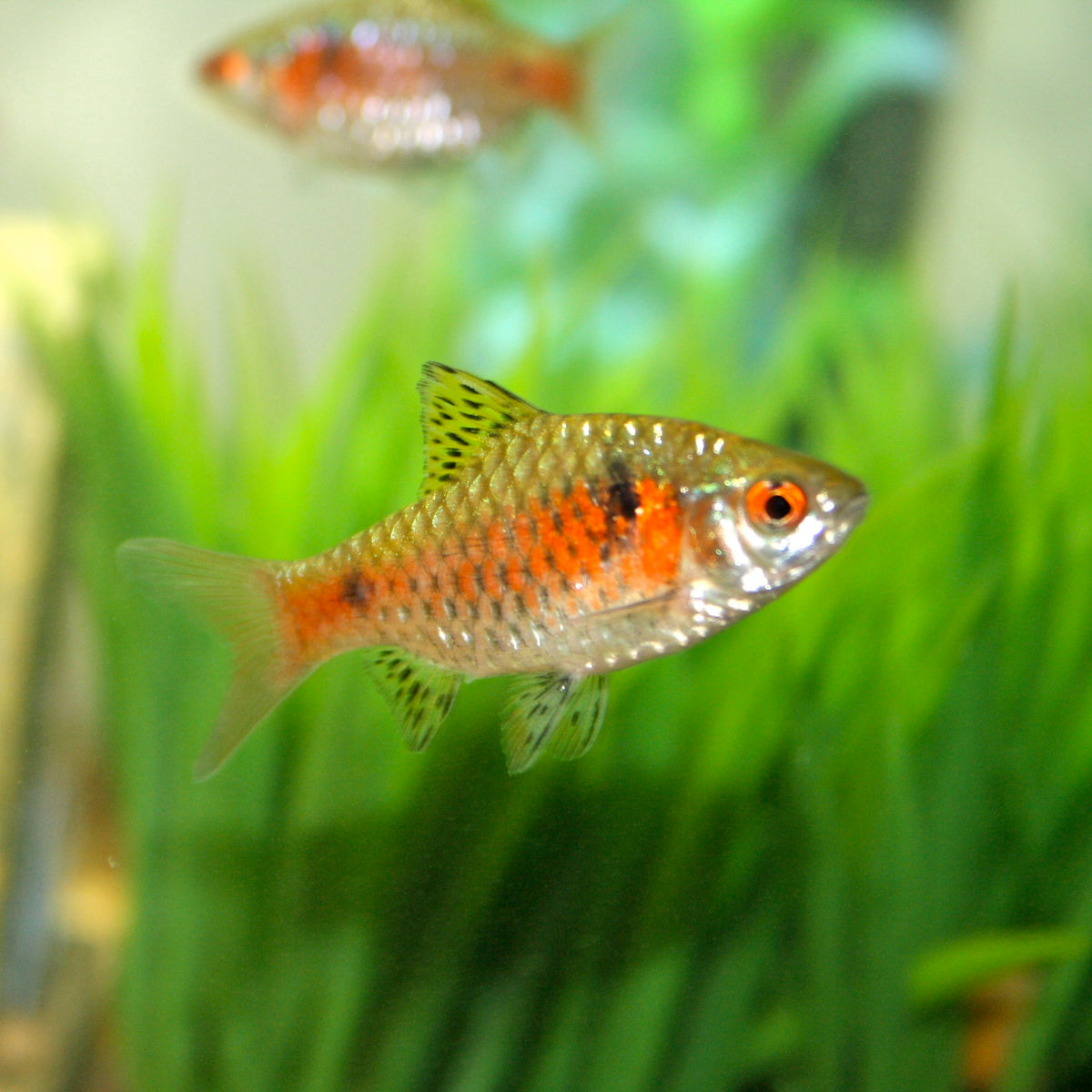 Odessa Barb (representative photo)